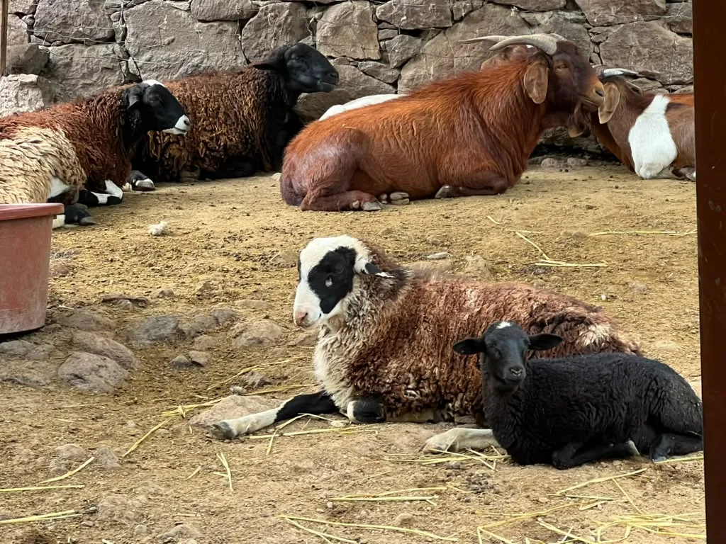 Goats and sheep resting at the farm